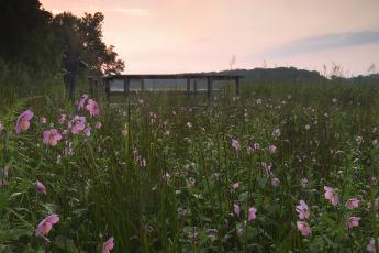 marsh with flowers