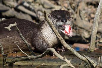 North American river otter