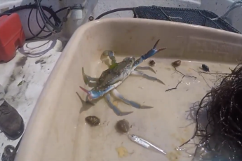 A blue crab is in the corner of a shallow container with its claws up. There are a few other marine organisms in the container