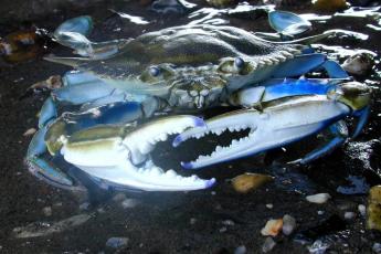 A blue crab facing the camera with it's claws pointed toward each other