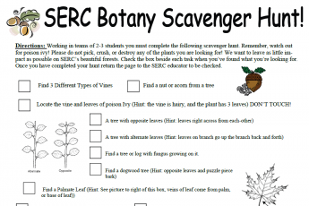 Botany scavenger hunt