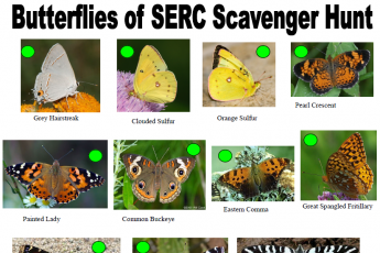 Butterflies scavenger hunt