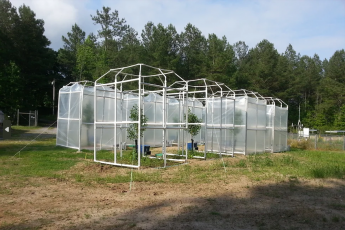 About 6 young Ginkgo plants are in chambers wrapped in greenhouse plastic. There are 2 plants that have not been wrapped yet