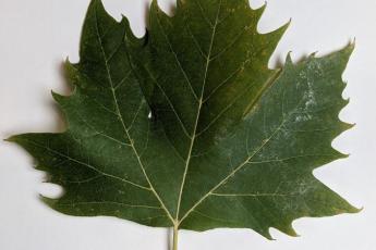 A closeup of a green toothed-edged maple leaf over a white background