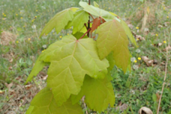 leaves