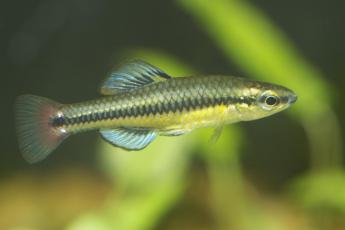 A small fish with silver scales swimming from left to right. The background is blurred and shows what looks like a green plant