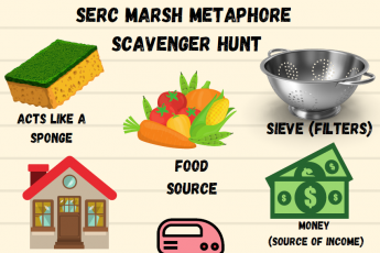 Marsh metaphore scavenger hunt