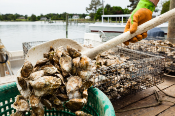 Oysters in a shovel