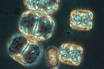 Phytoplankton - Porosira glacialis with Detonula