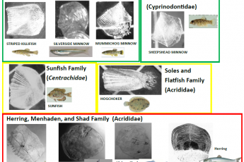 Rhode River fish scale identification page