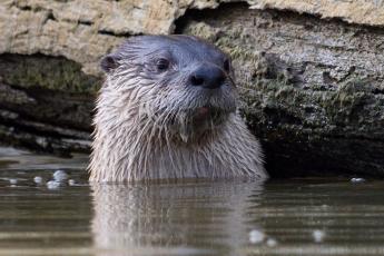 A brown river otter's head above the water, looking toward the right of the photo