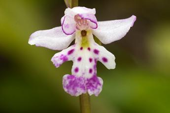 A closeup of a purple and white roundleaf orchid against a blurred, green background