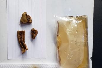 Rehydrated porcini mushroom gills placed over a white notecard, for observing gill structure