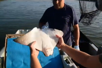 A juvenile cownose ray held flipped on its back to be prepped for surgery