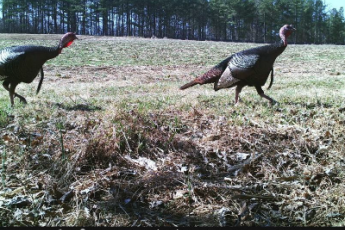 Two jake or male turkeys