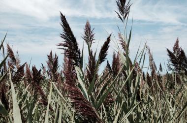 Phragmites australis