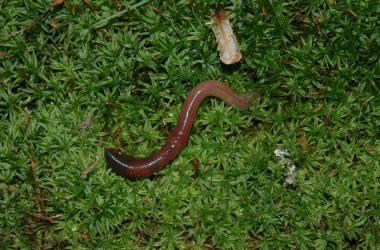 earthworm