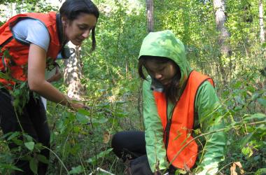 Surveying plants in a forest