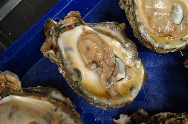 oysters