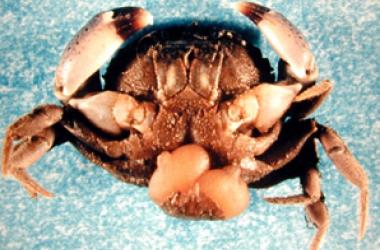 mud crab infected with Loxo parasite