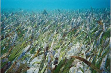 seagrass