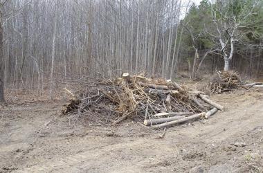 trees cut down in a forest