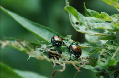 Two beetles foraging on tree leaves