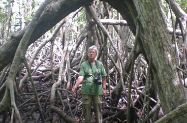 candy feller beneath mangrove tree