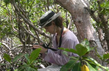 Researcher in tropical forest, Belize