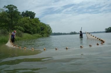 Nearshore seining for biodiversity assessment study