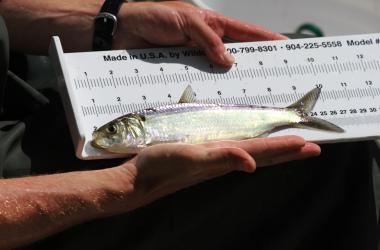 Measuring river herring 