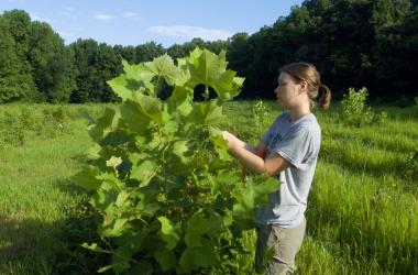 Scientist with tree seedling