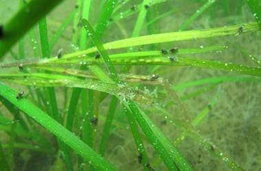 Underwater flora in Nantucket (Credit: SERC)