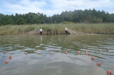 Seining for fish predators at a marsh