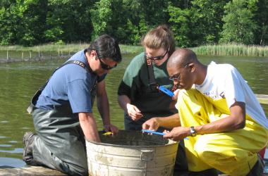 Sampling fish from bucket on river