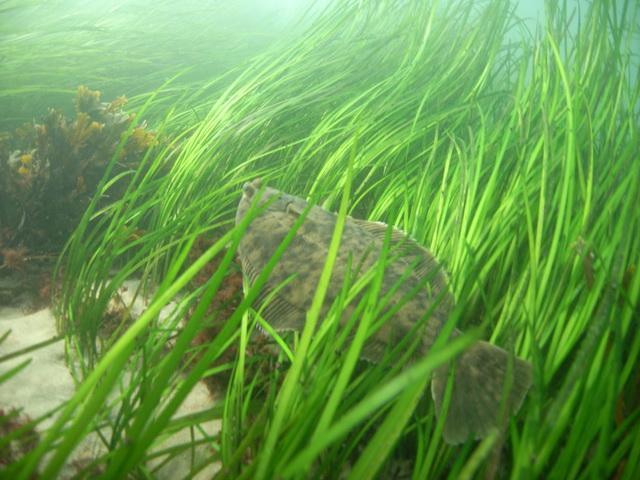 fish in eelgrass bed