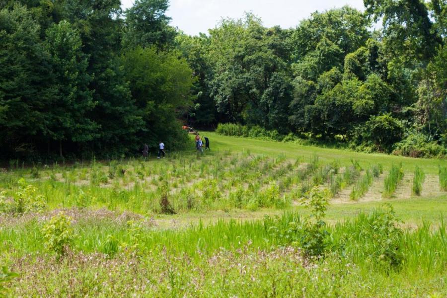 Researcher working in the BiodiversiTREE study plot.