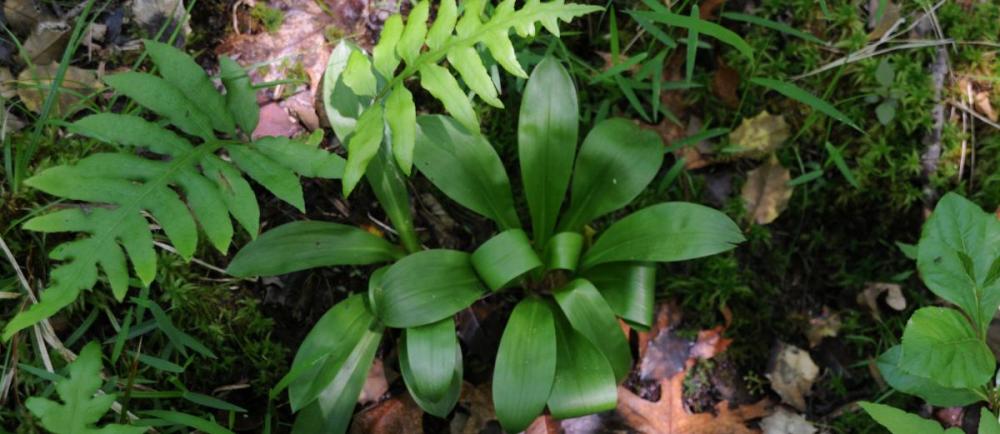 Helonias bullata growing among ferns