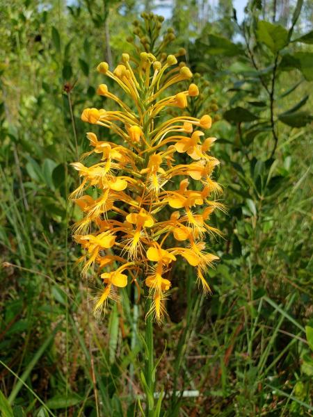 Orange flowers of Platanthera ciliaris