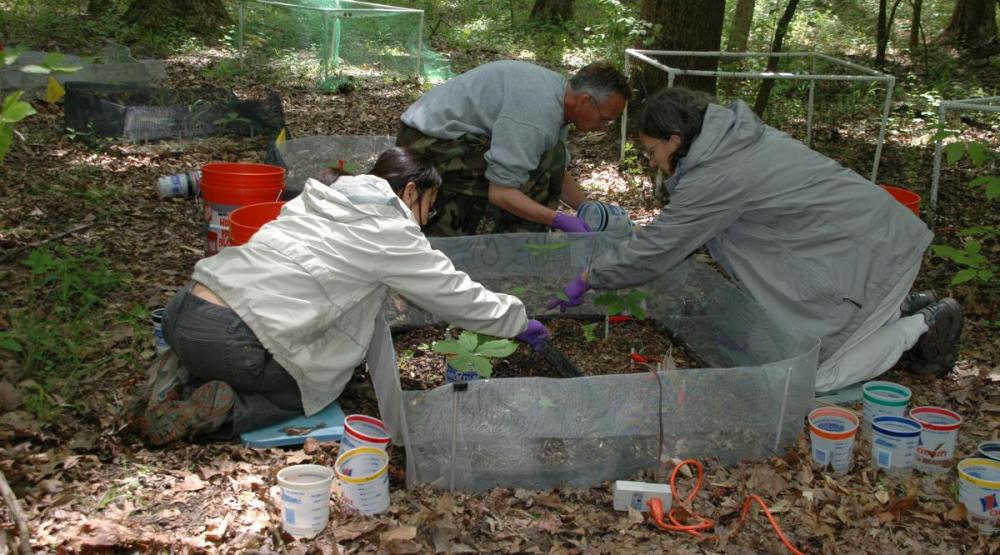 Electroshocking to remove earthworms from the soil.