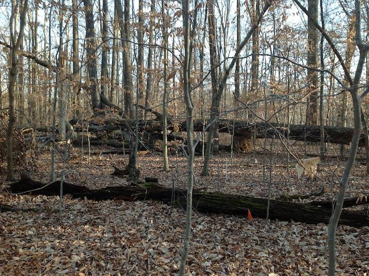 Forest research plot