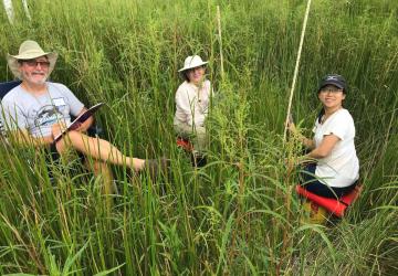 Volunteers measuring marsh grasses for the SERC annual census and harvest