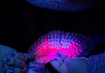 Blacklight  photo of owl wings