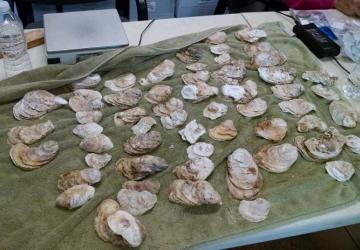 Clean oysters