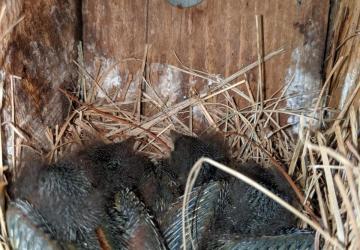 Bluebird fledglings.