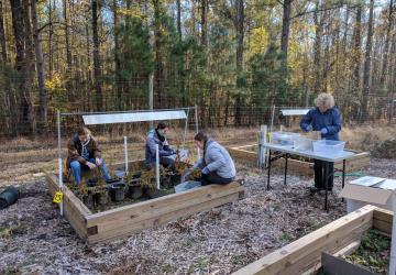 volunteers at soybean experiment