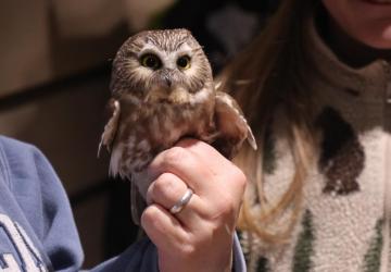 Saw-whet owl