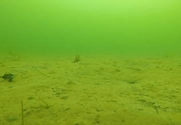 An underwater image of an unrestored oyster reef with a muddy seafloor and no oysters.