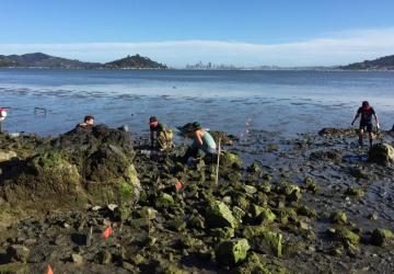 Volunteers helping to remove snails.