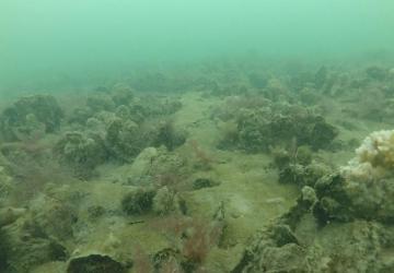 An underwater image of an oyster reef with an abundance of oysters and bryozoans covering the seafloor.